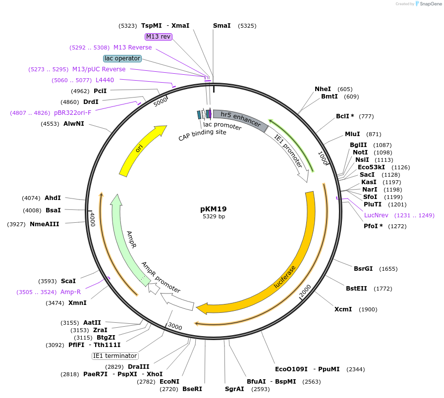 123655-plasmid-map-sequence-id-243711