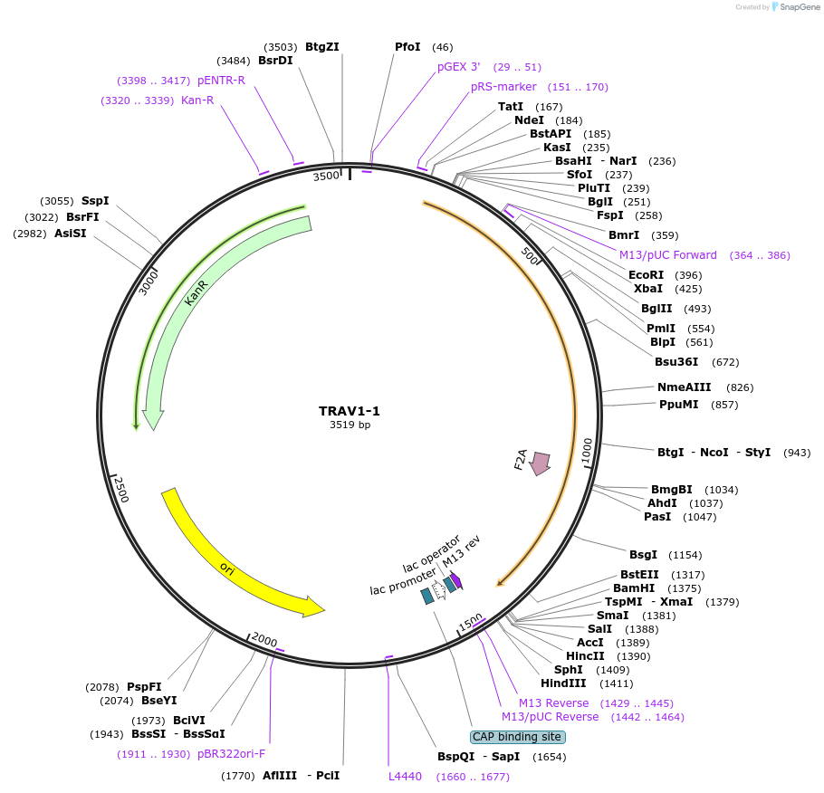 123367-plasmid-map-sequence-id-243715