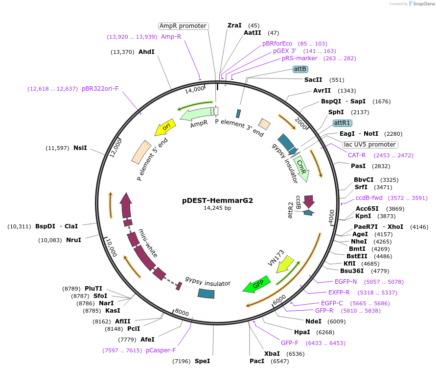 112814-plasmid-map-sequence-id-243719