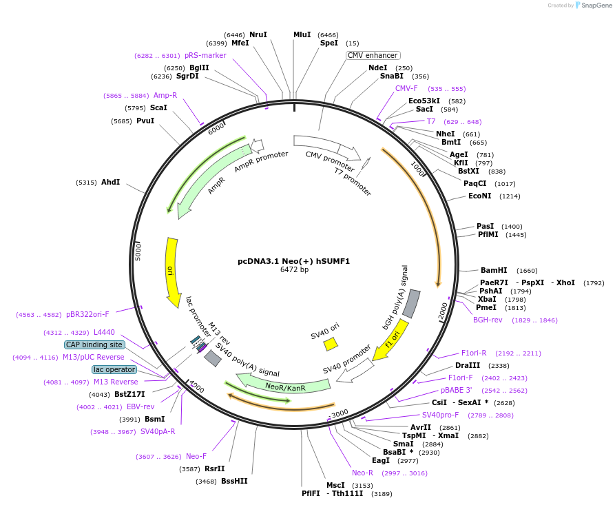24386-plasmid-map-sequence-id-243720