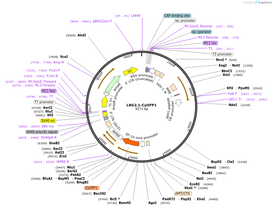 124771-plasmid-map-sequence-id-243744