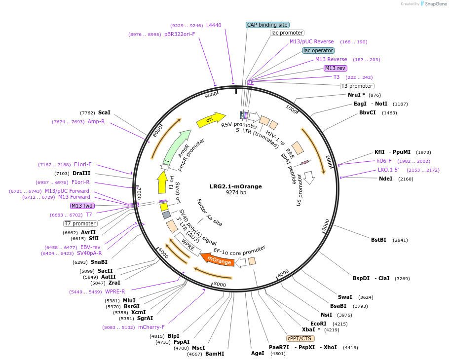 124772-plasmid-map-sequence-id-243746
