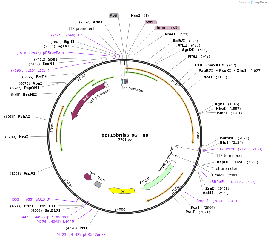 124884-plasmid-map-sequence-id-243752