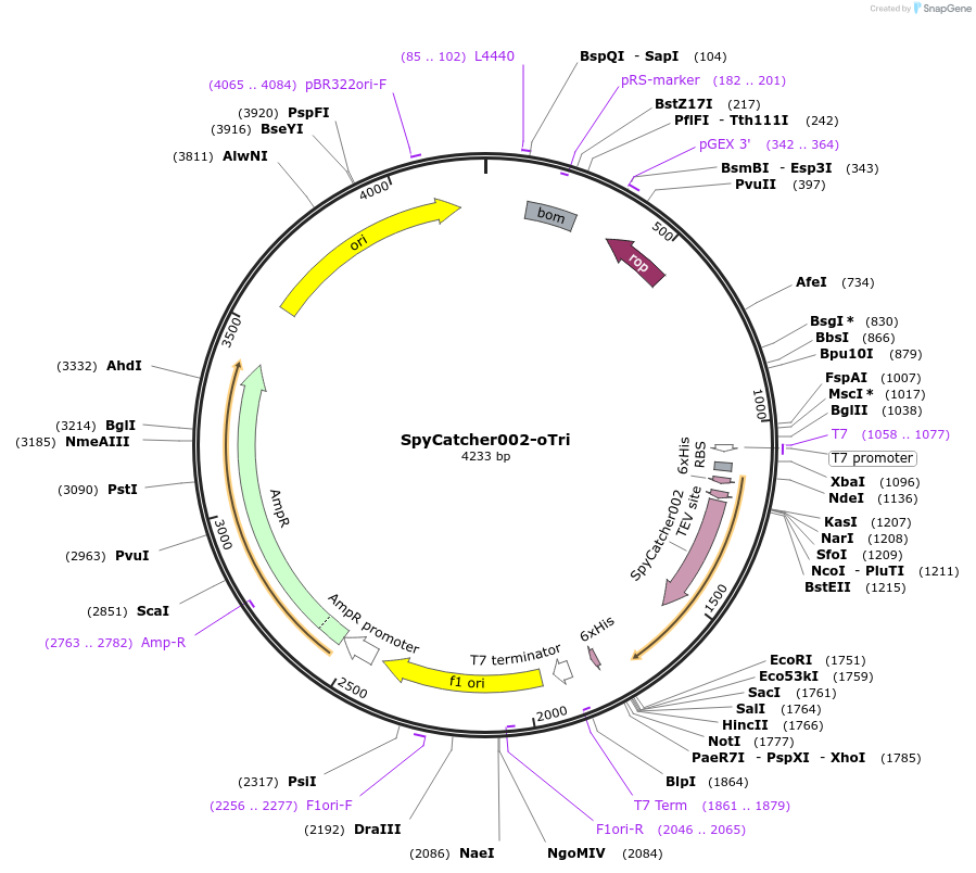 124662-plasmid-map-sequence-id-243776