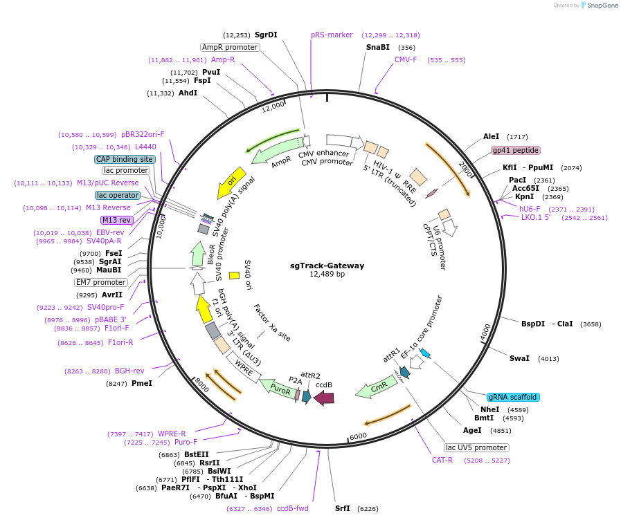 114011-plasmid-map-sequence-id-243800
