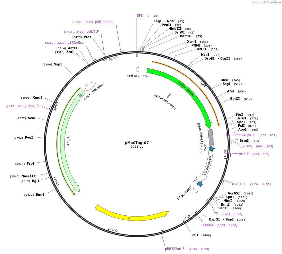 124786-plasmid-map-sequence-id-243810