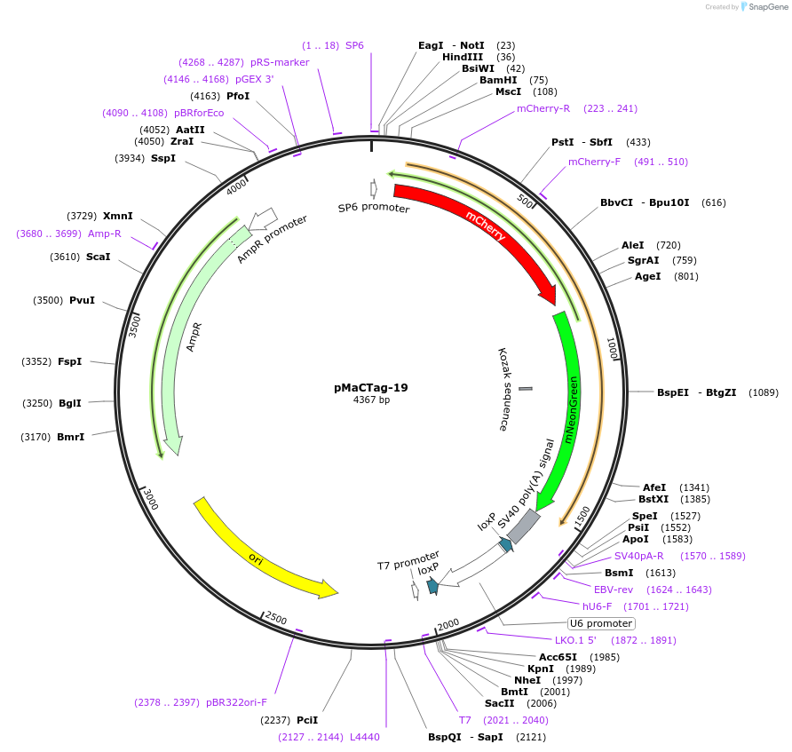 124787-plasmid-map-sequence-id-243813