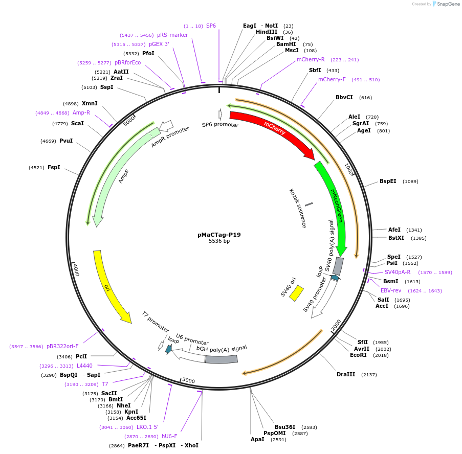 124789-plasmid-map-sequence-id-243814