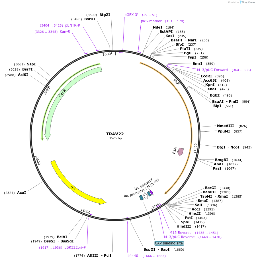 123394-plasmid-map-sequence-id-243819