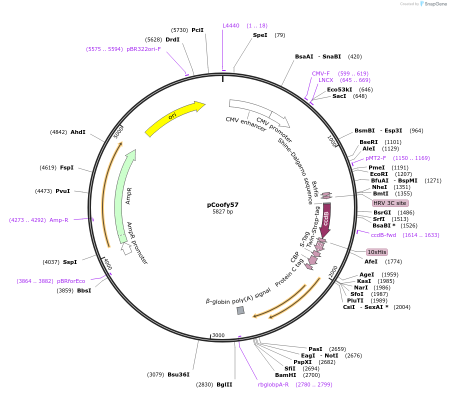 122009-plasmid-map-sequence-id-243824