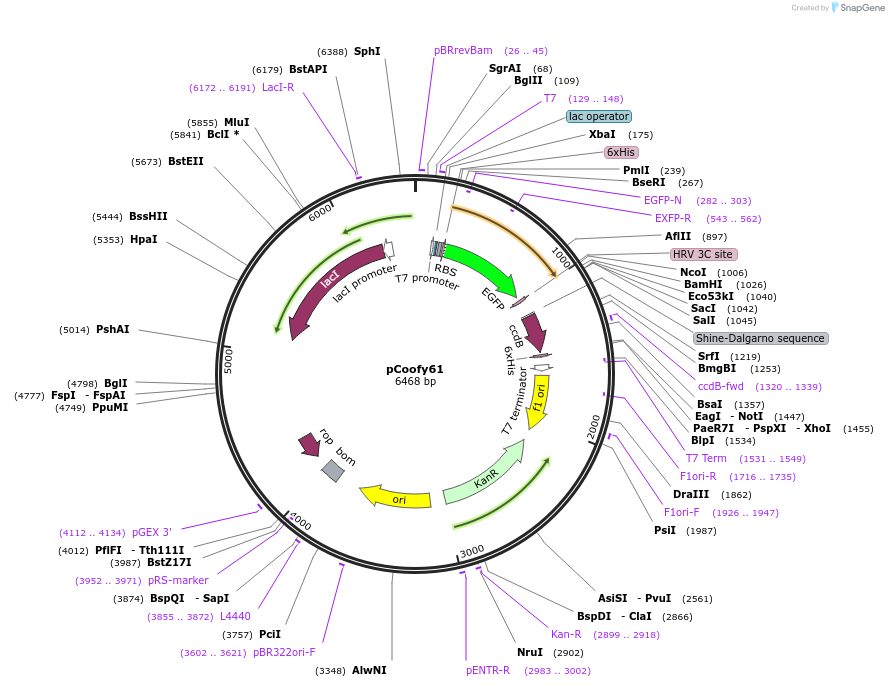 122013-plasmid-map-sequence-id-243826