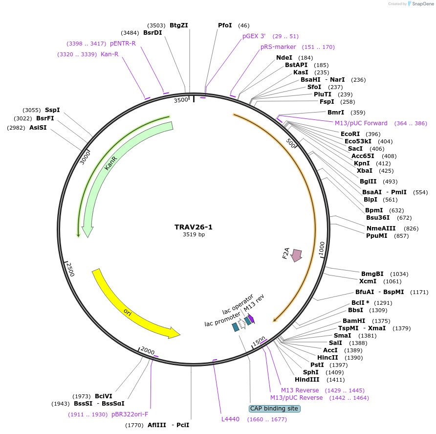 123398-plasmid-map-sequence-id-243828