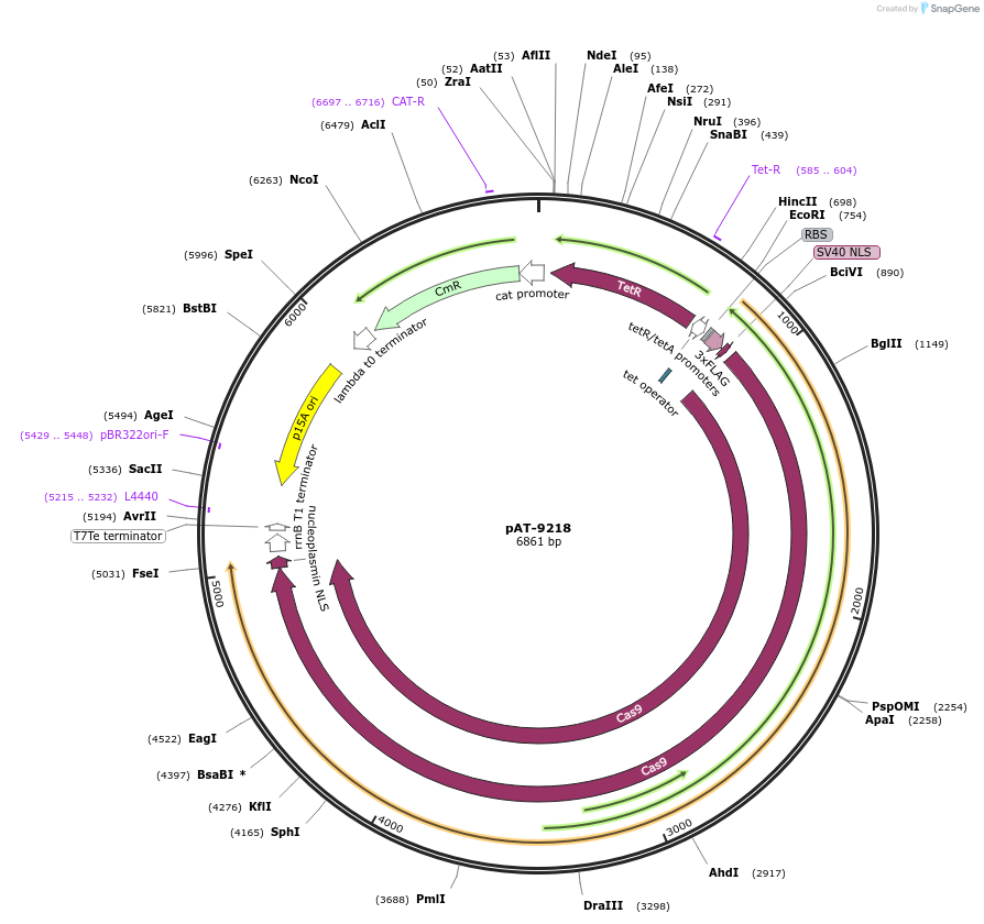 124225-plasmid-map-sequence-id-243831
