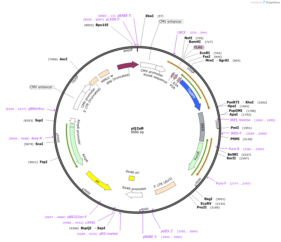 124887-plasmid-map-sequence-id-243838