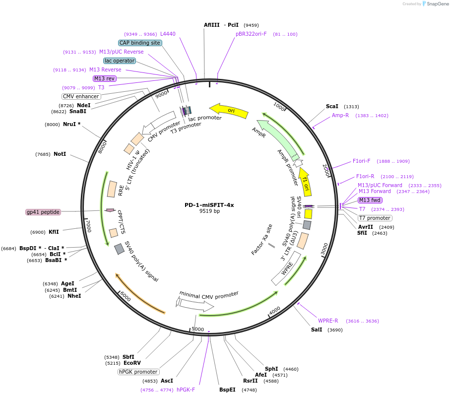 124678-plasmid-map-sequence-id-243841