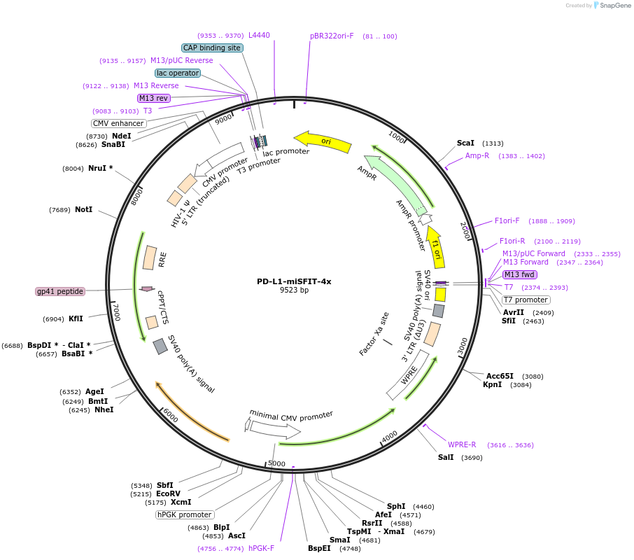 124684-plasmid-map-sequence-id-243845