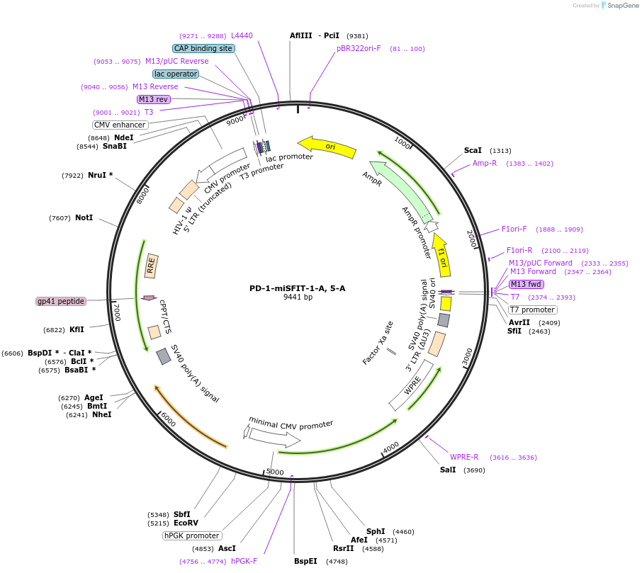 124682-plasmid-map-sequence-id-243849