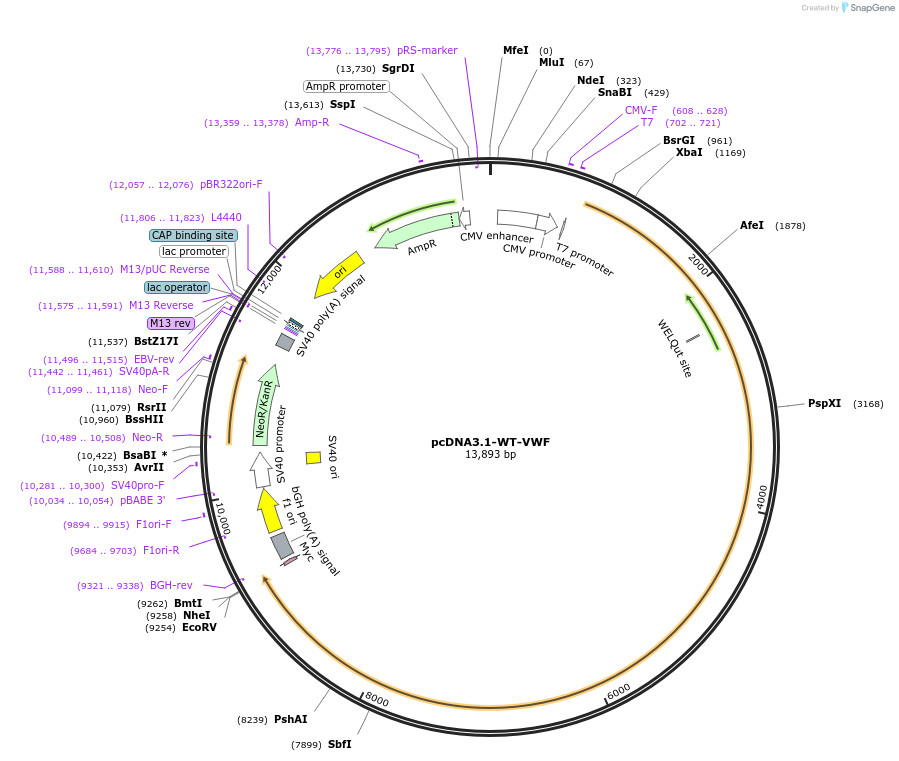 124794-plasmid-map-sequence-id-243855