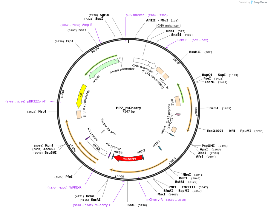 61763-plasmid-map-sequence-id-243856