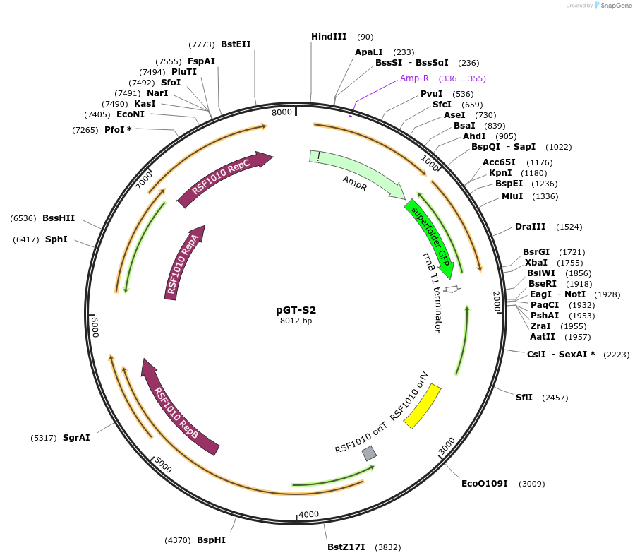 122583-plasmid-map-sequence-id-243869