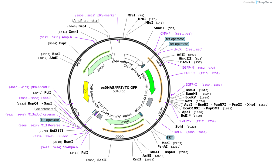 19444-plasmid-map-sequence-id-243870