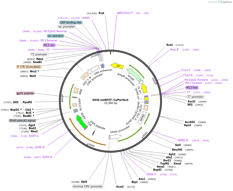 124674-plasmid-map-sequence-id-243871
