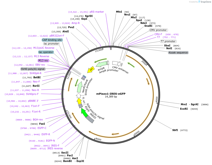 80925-plasmid-map-sequence-id-243874