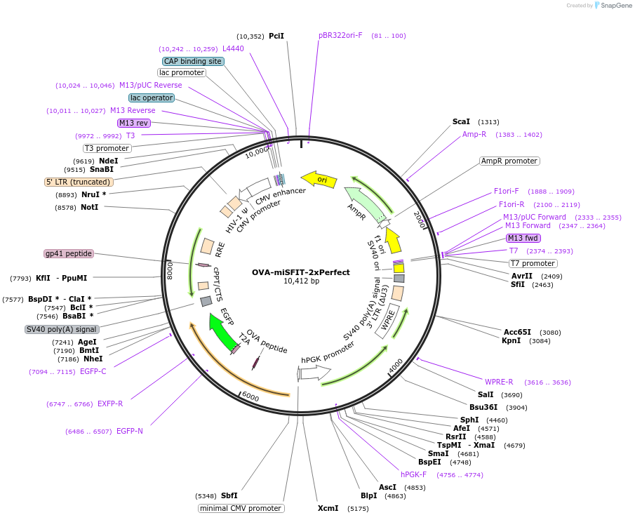 124673-plasmid-map-sequence-id-243878