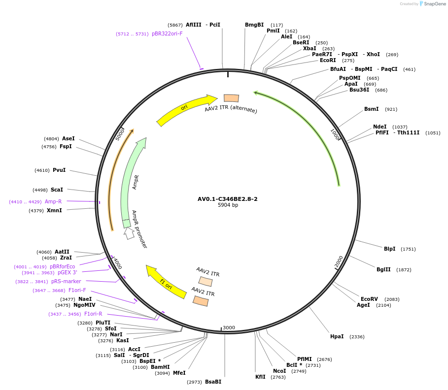 124969-plasmid-map-sequence-id-243887