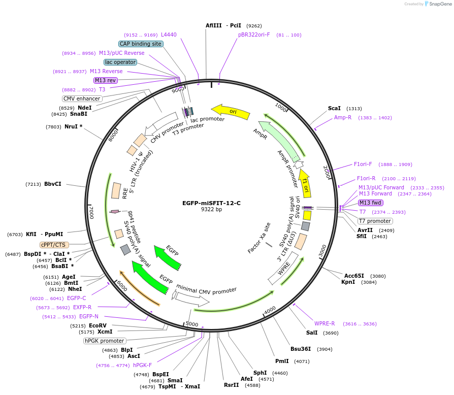 124693-plasmid-map-sequence-id-243894