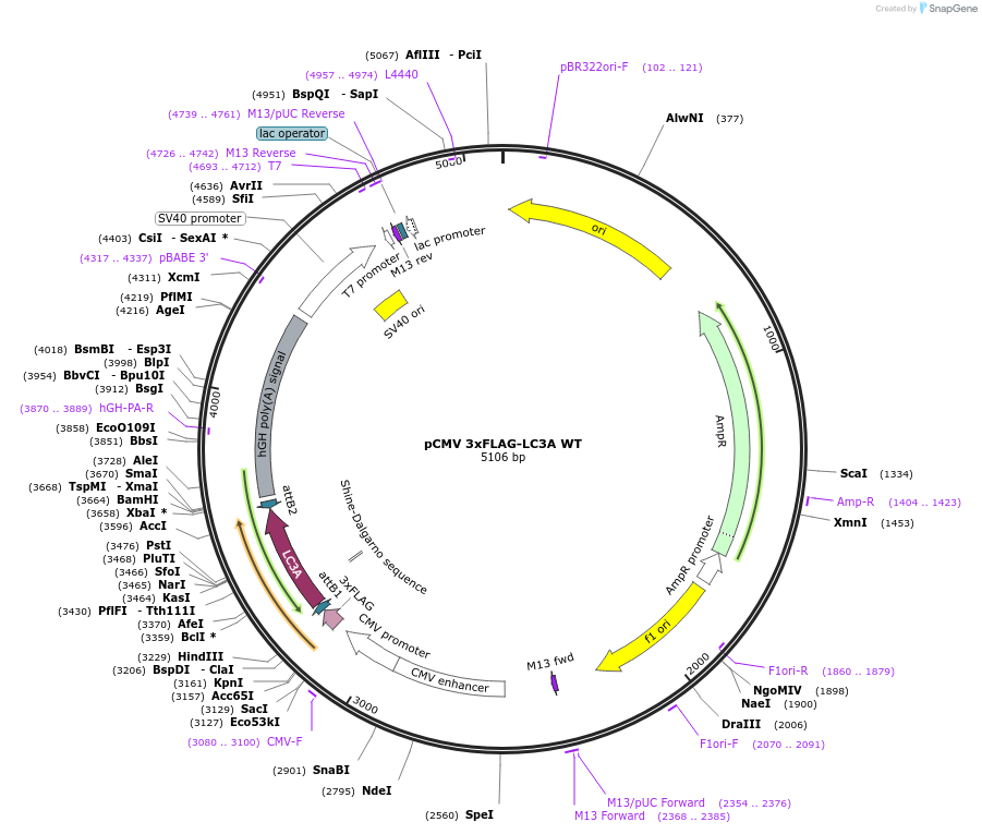 123089-plasmid-map-sequence-id-243913