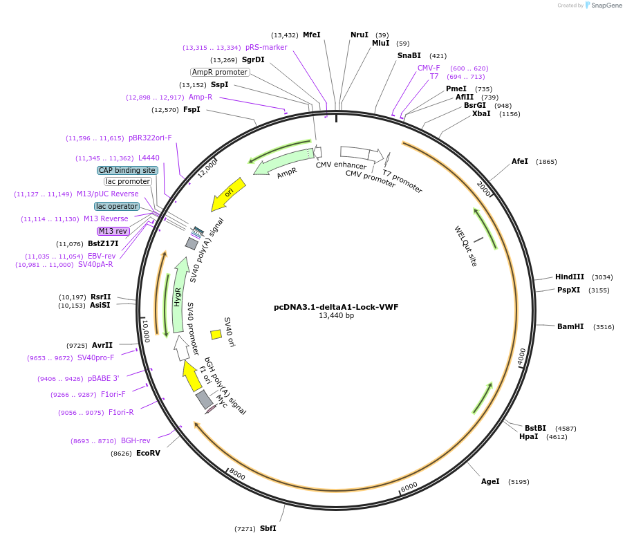 124824-plasmid-map-sequence-id-243925