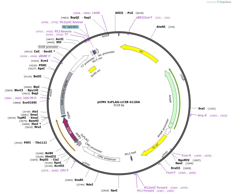 123093-plasmid-map-sequence-id-243926