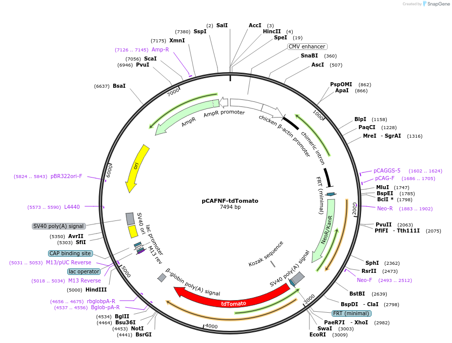 125575-plasmid-map-sequence-id-243943