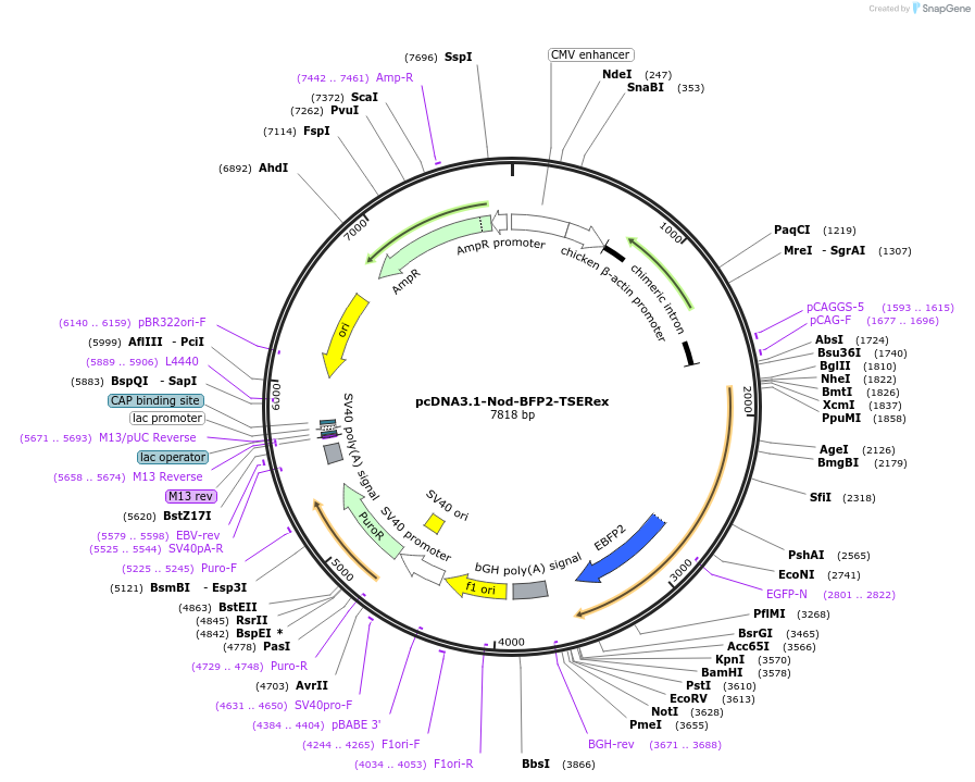 124785-plasmid-map-sequence-id-243944