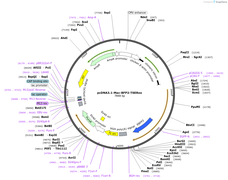 124793-plasmid-map-sequence-id-243946