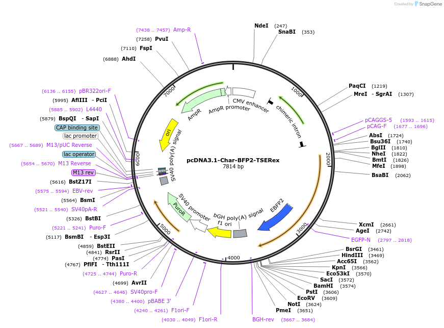 124792-plasmid-map-sequence-id-243947