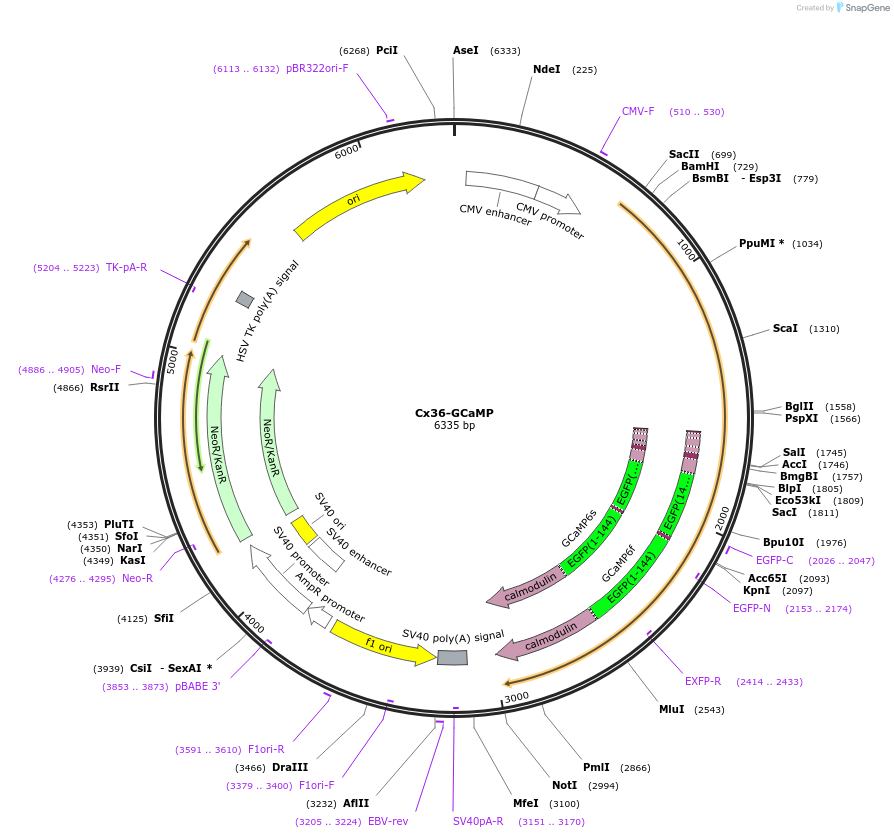 123604-plasmid-map-sequence-id-243949