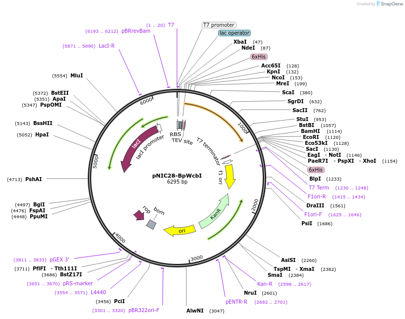 125591-plasmid-map-sequence-id-243951
