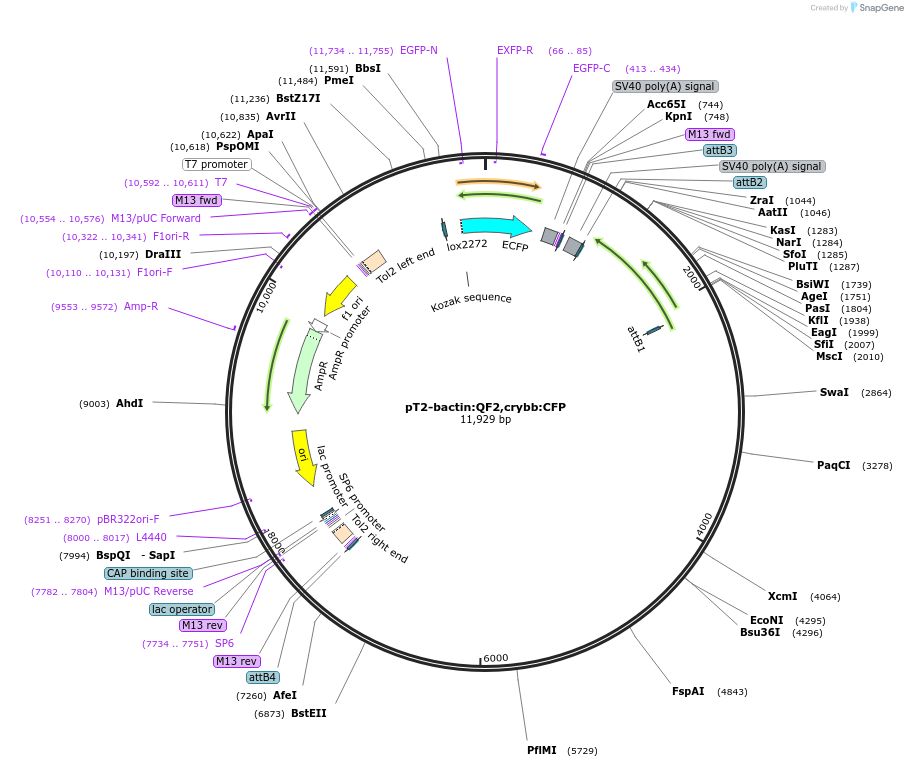 125697-plasmid-map-sequence-id-243954