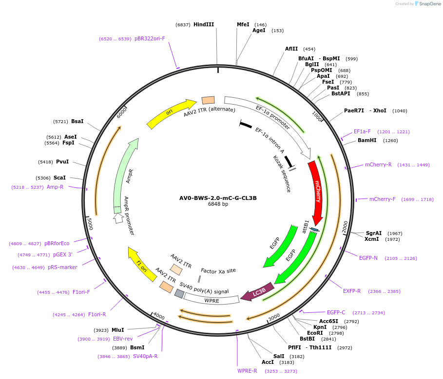 124975-plasmid-map-sequence-id-243955