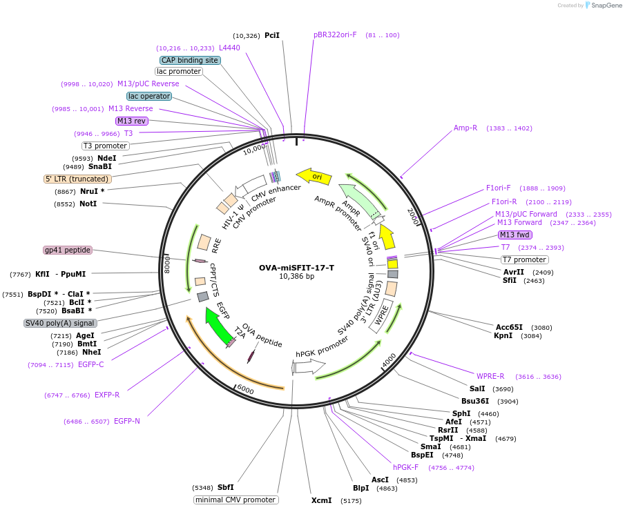 124677-plasmid-map-sequence-id-243957