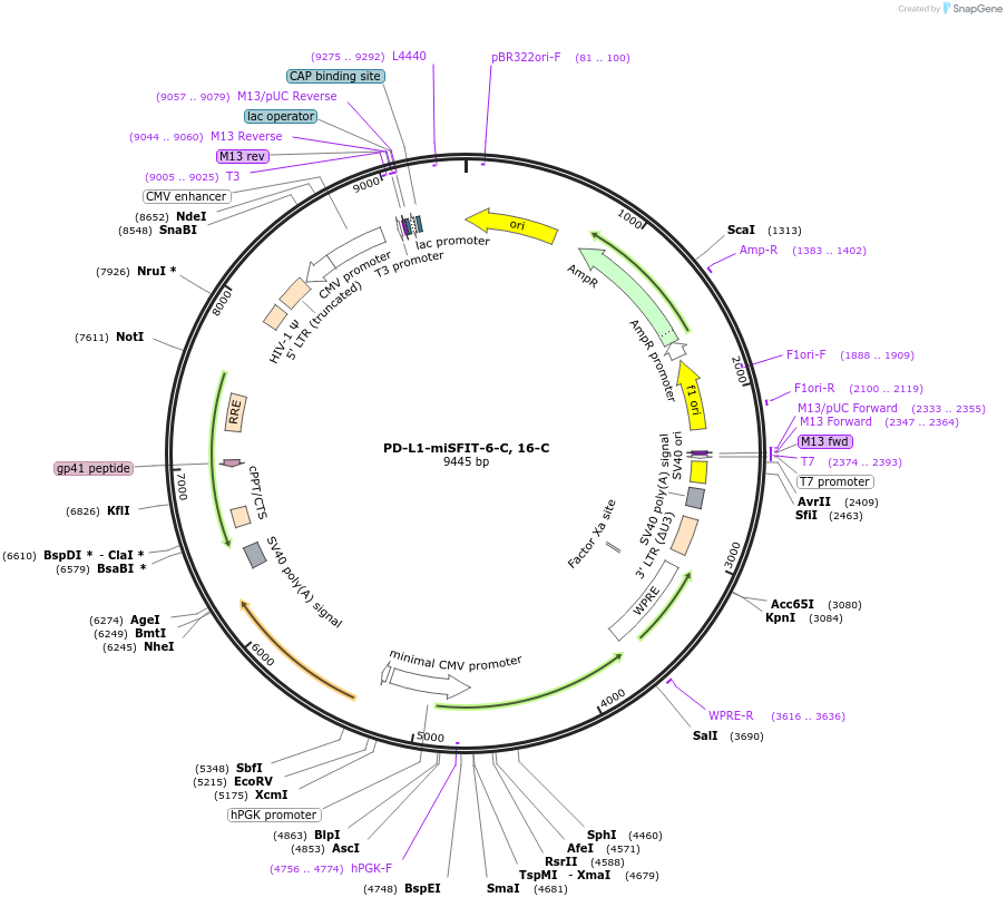 124689-plasmid-map-sequence-id-243959