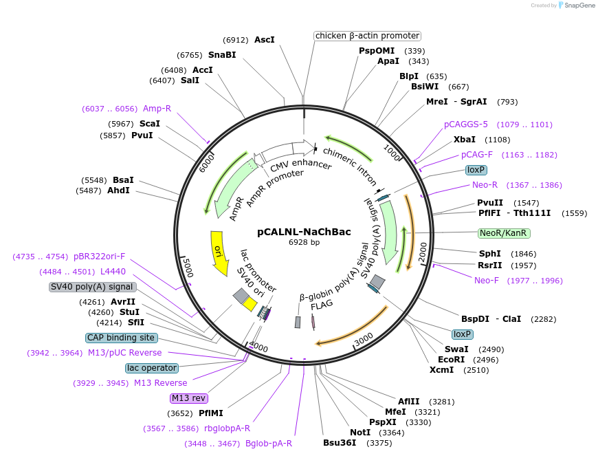 125580-plasmid-map-sequence-id-243962
