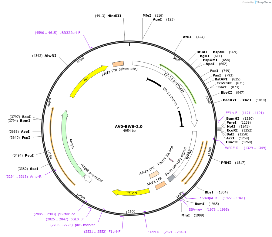 124976-plasmid-map-sequence-id-243968