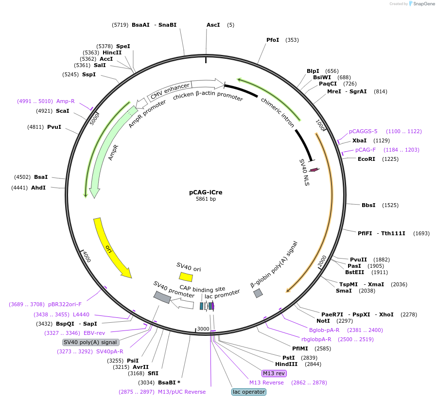 125577-plasmid-map-sequence-id-243969