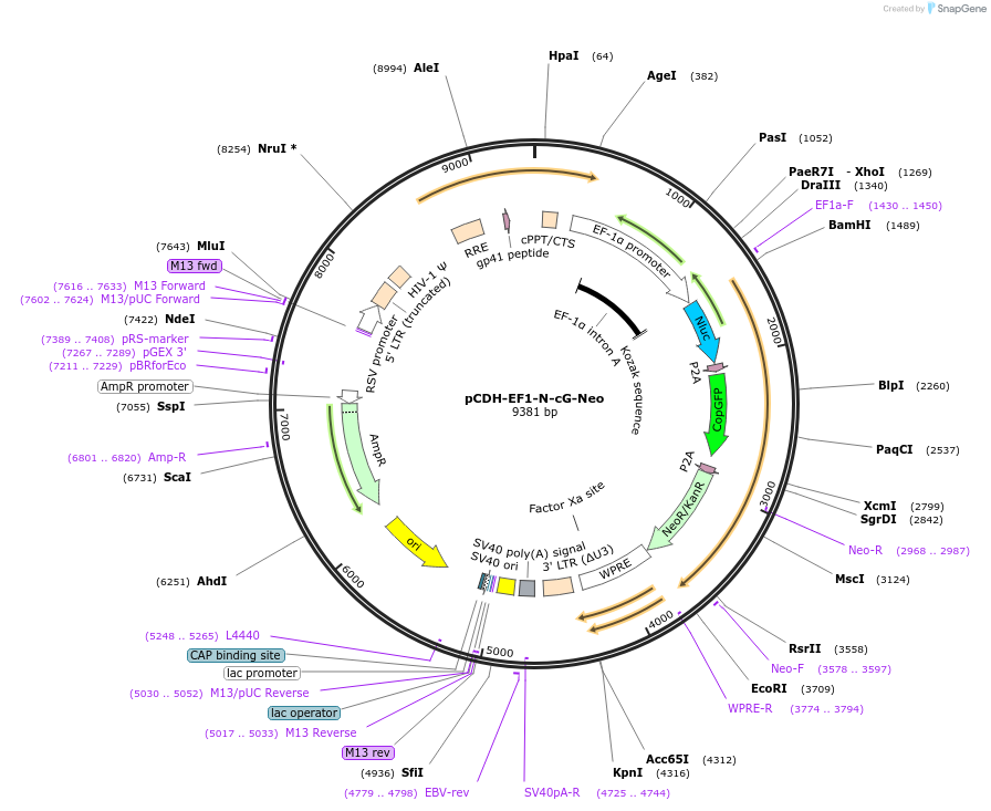 124978-plasmid-map-sequence-id-243972