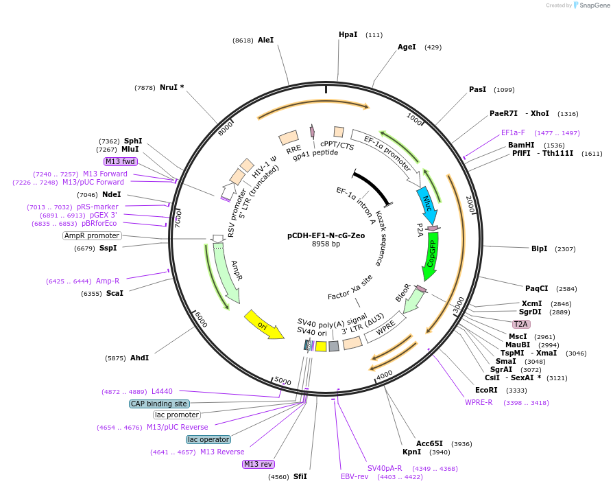 124979-plasmid-map-sequence-id-243974