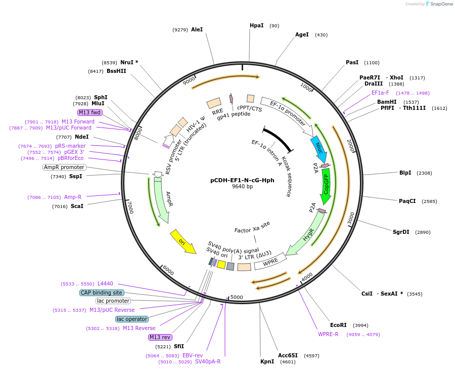 124980-plasmid-map-sequence-id-243976