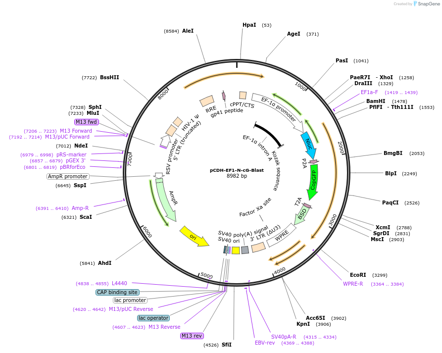 124981-plasmid-map-sequence-id-243977